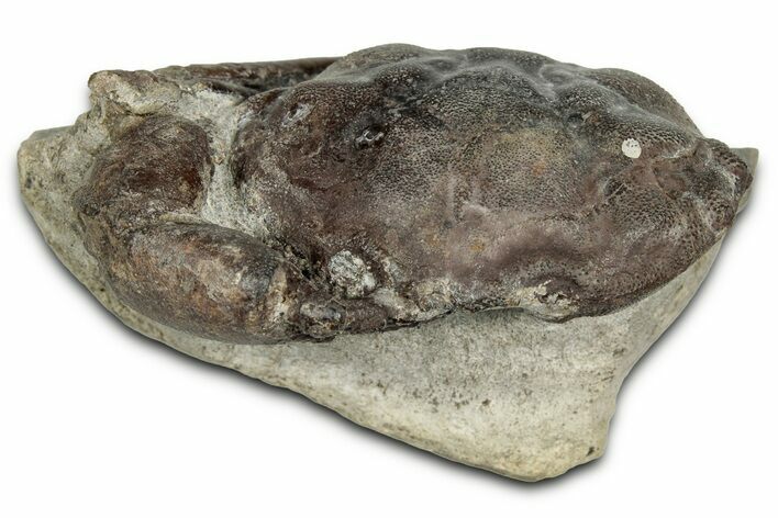 Eocene Fossil Crab (Pulalius) - Washington State #355001